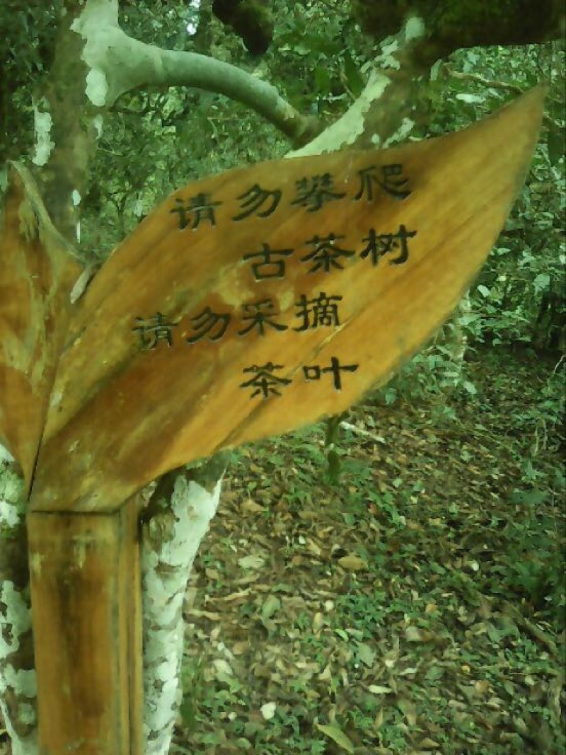 普洱茶