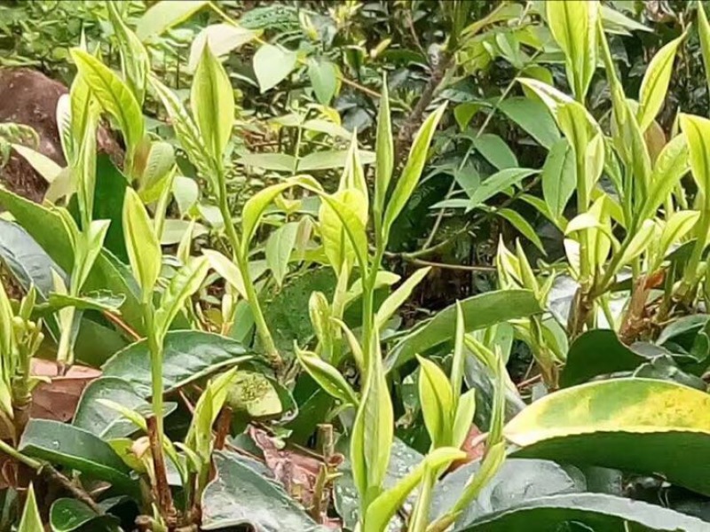 普洱茶