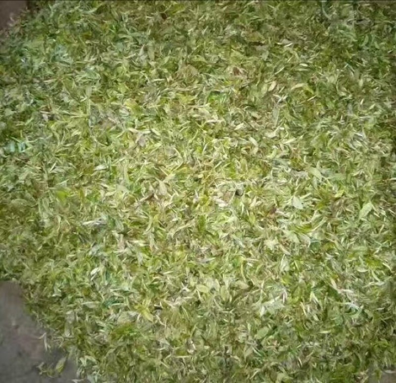 普洱茶