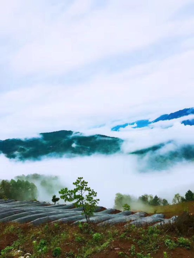 普洱茶