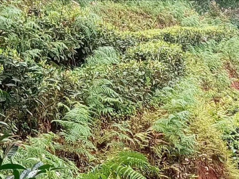 普洱茶