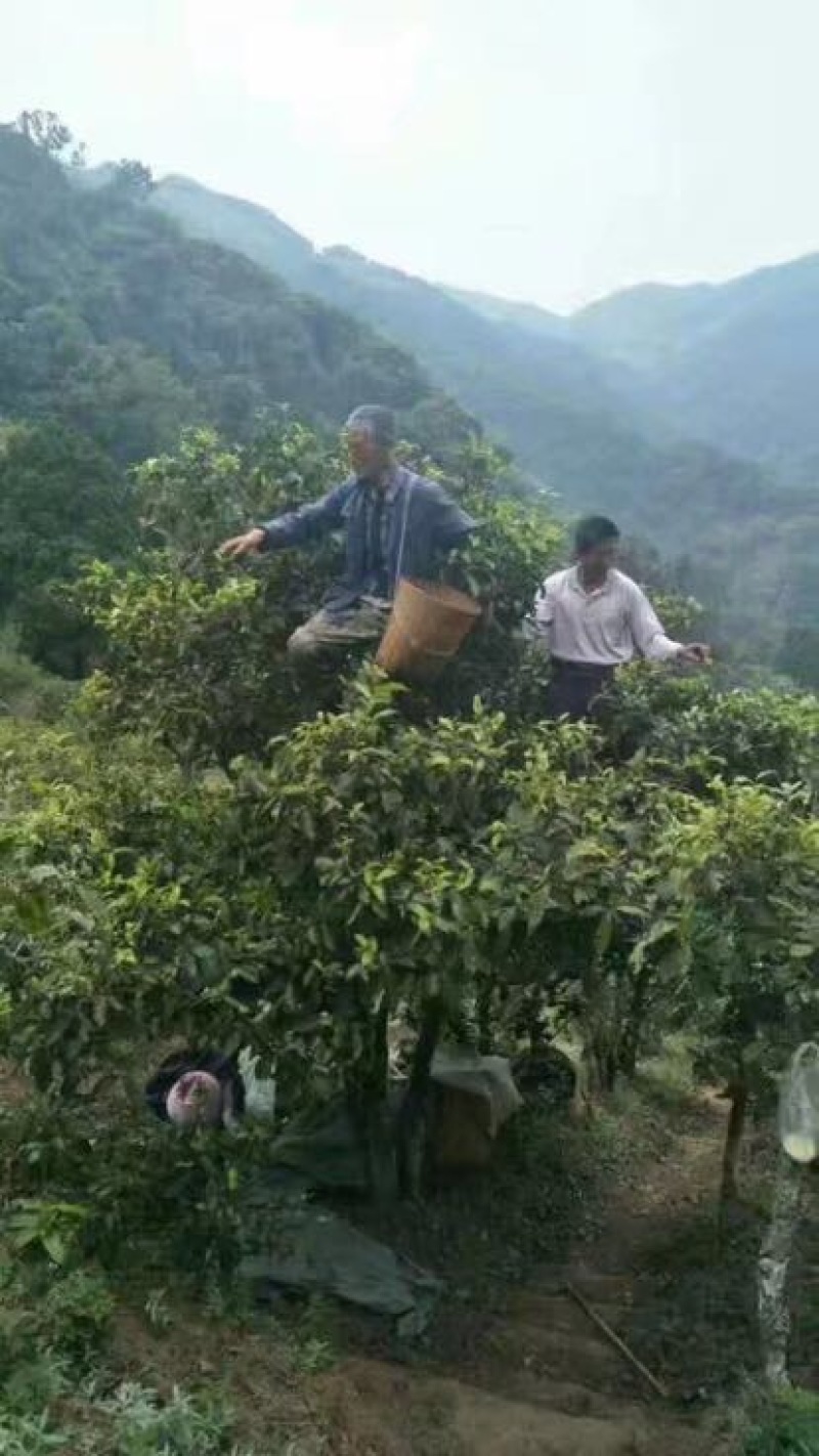 普洱茶