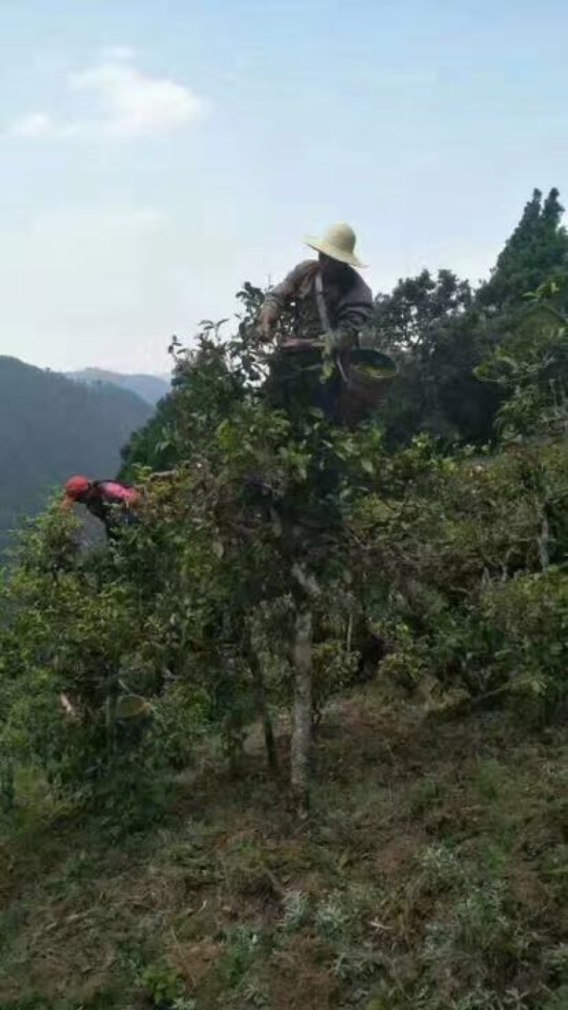 普洱茶