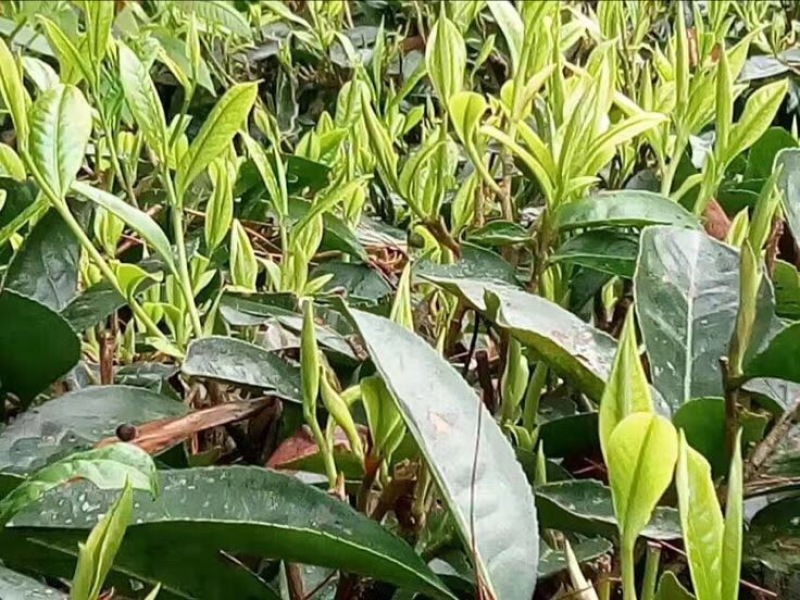 普洱茶