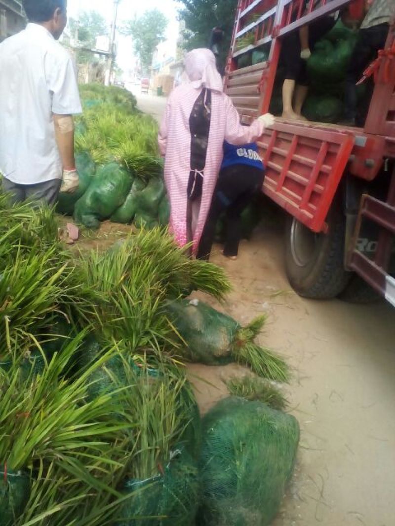 麦冬草自家苗现起现发货成活率高一年四季青