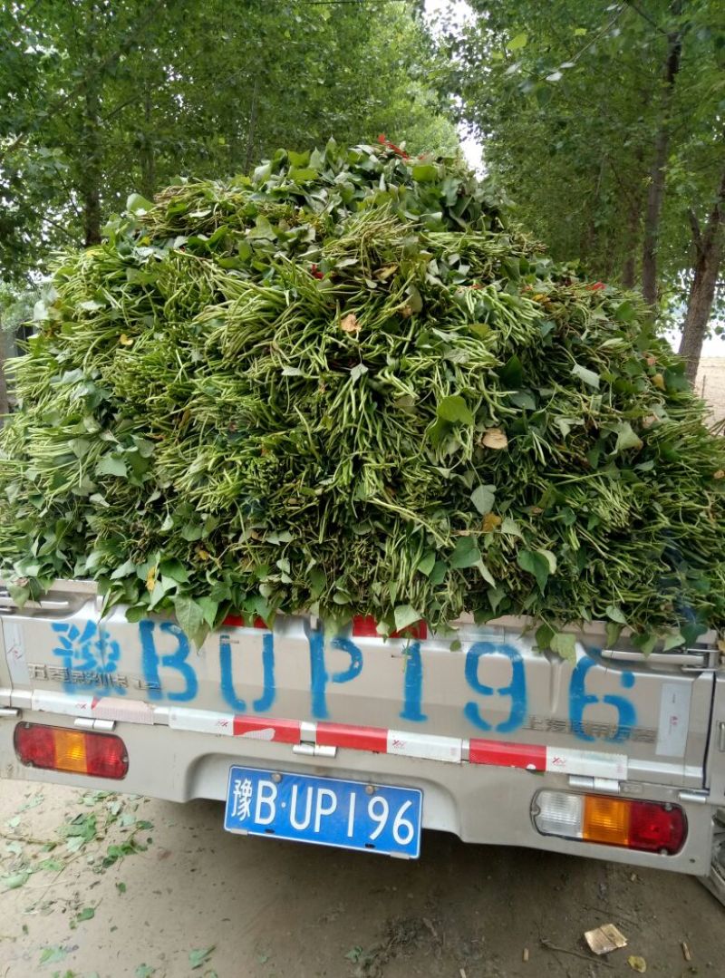 商薯19脱毒红薯种苗红薯苗15~25cm冷棚育苗