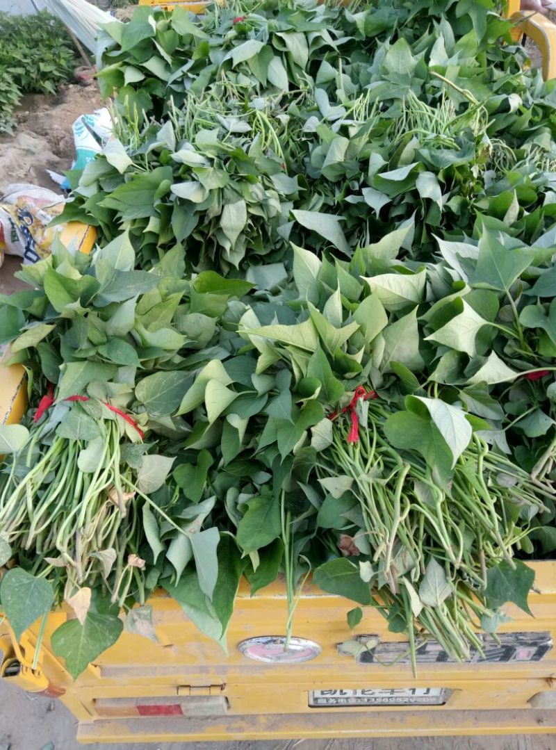 商薯19脱毒红薯种苗红薯苗15~25cm冷棚育苗