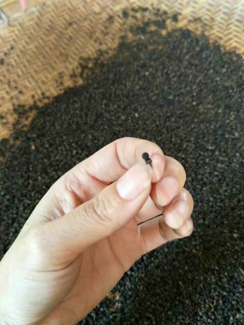 普洱茶特级