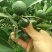 普洱茶特级