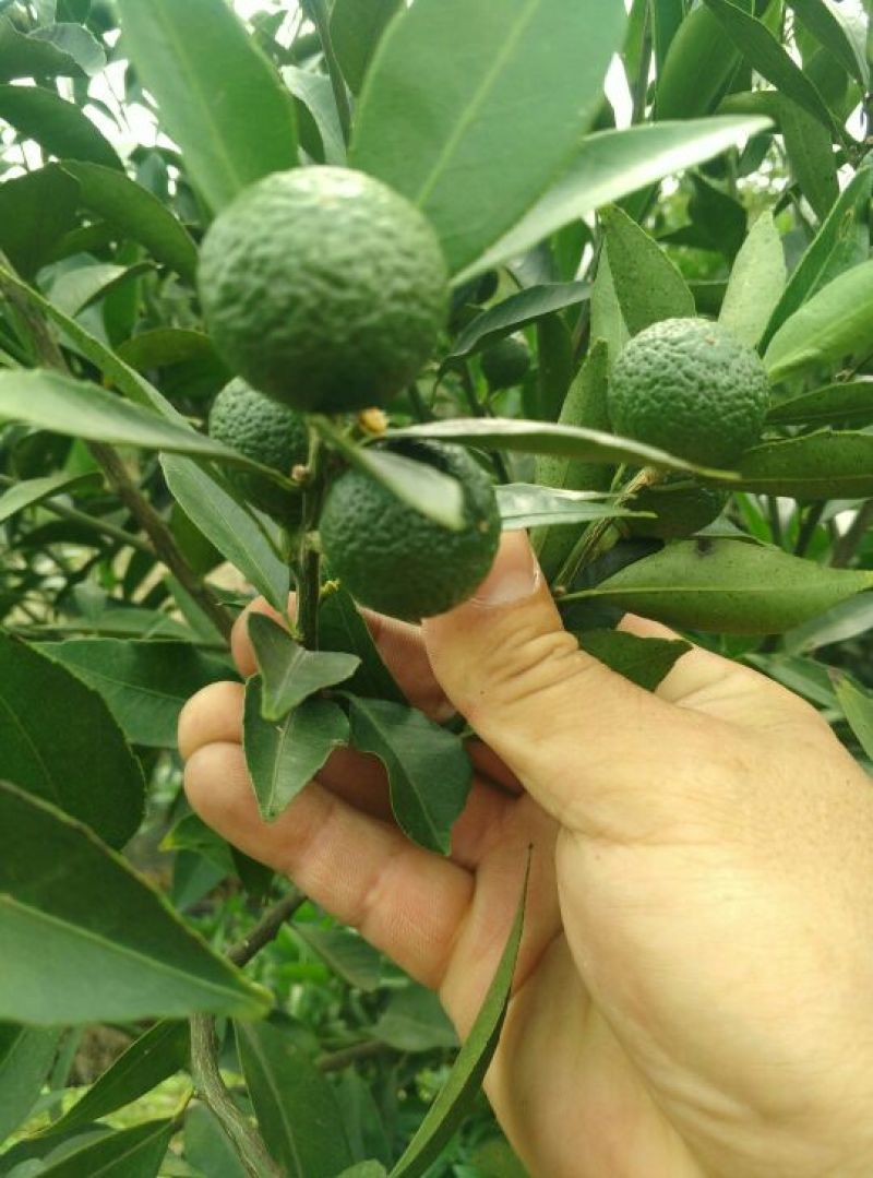 普洱茶特级