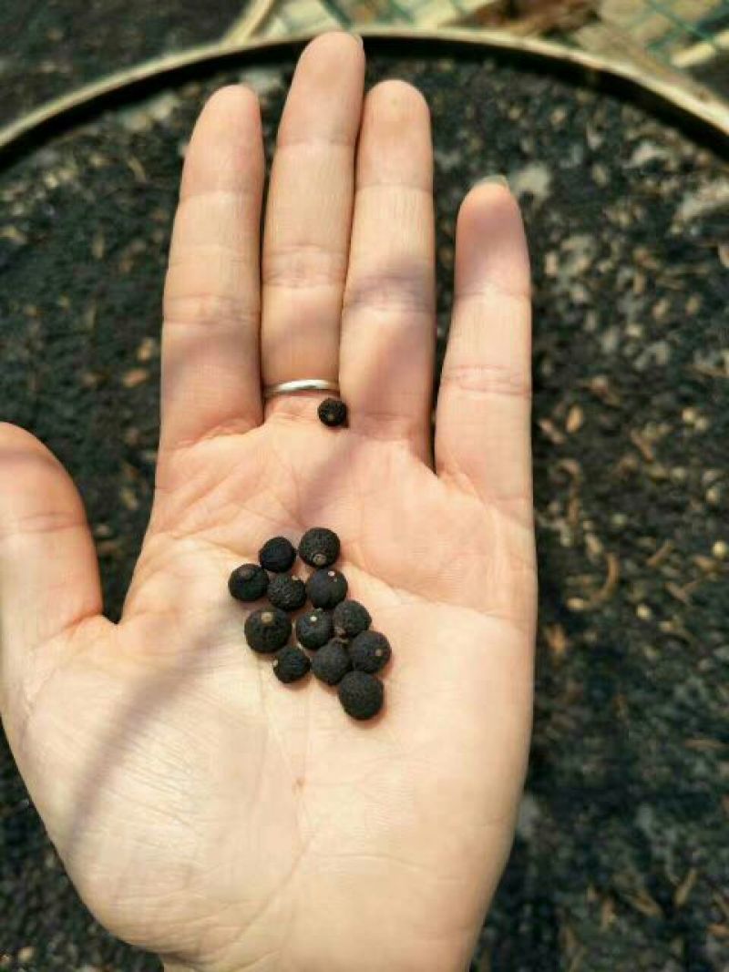 普洱茶特级