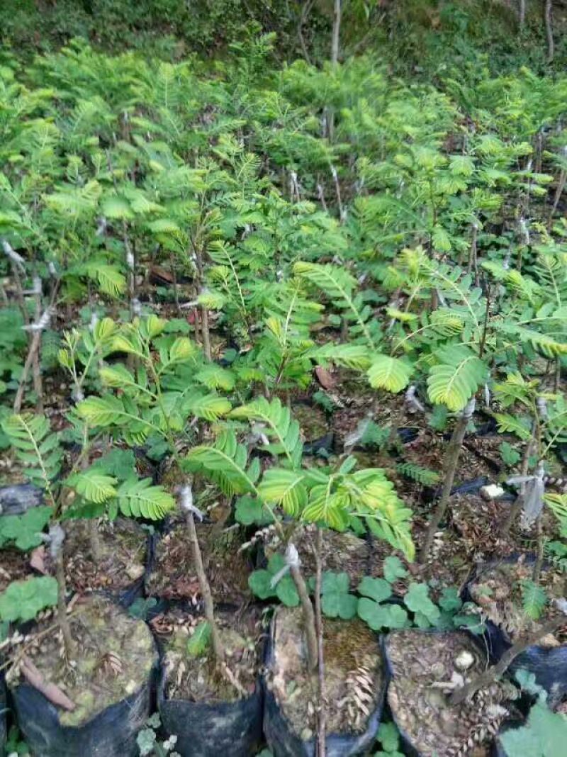 余甘果树苗大玉余甘果苗营养杯苗