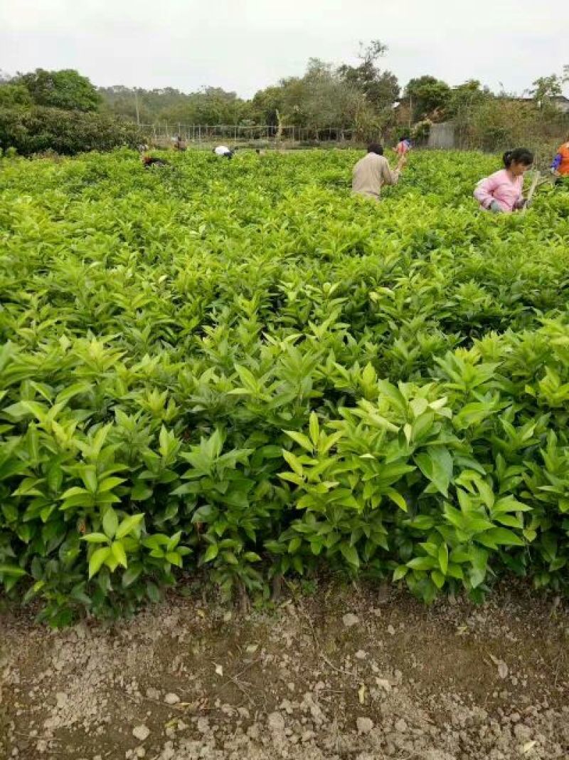 沃柑树苗正品嫁接苗好种易活