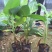 西贡香蕉苗粉蕉苗威廉斯B6香蕉苗种植六个月挂果