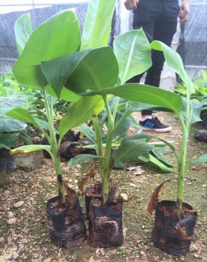 西贡香蕉苗粉蕉苗威廉斯B6香蕉苗种植六个月挂果