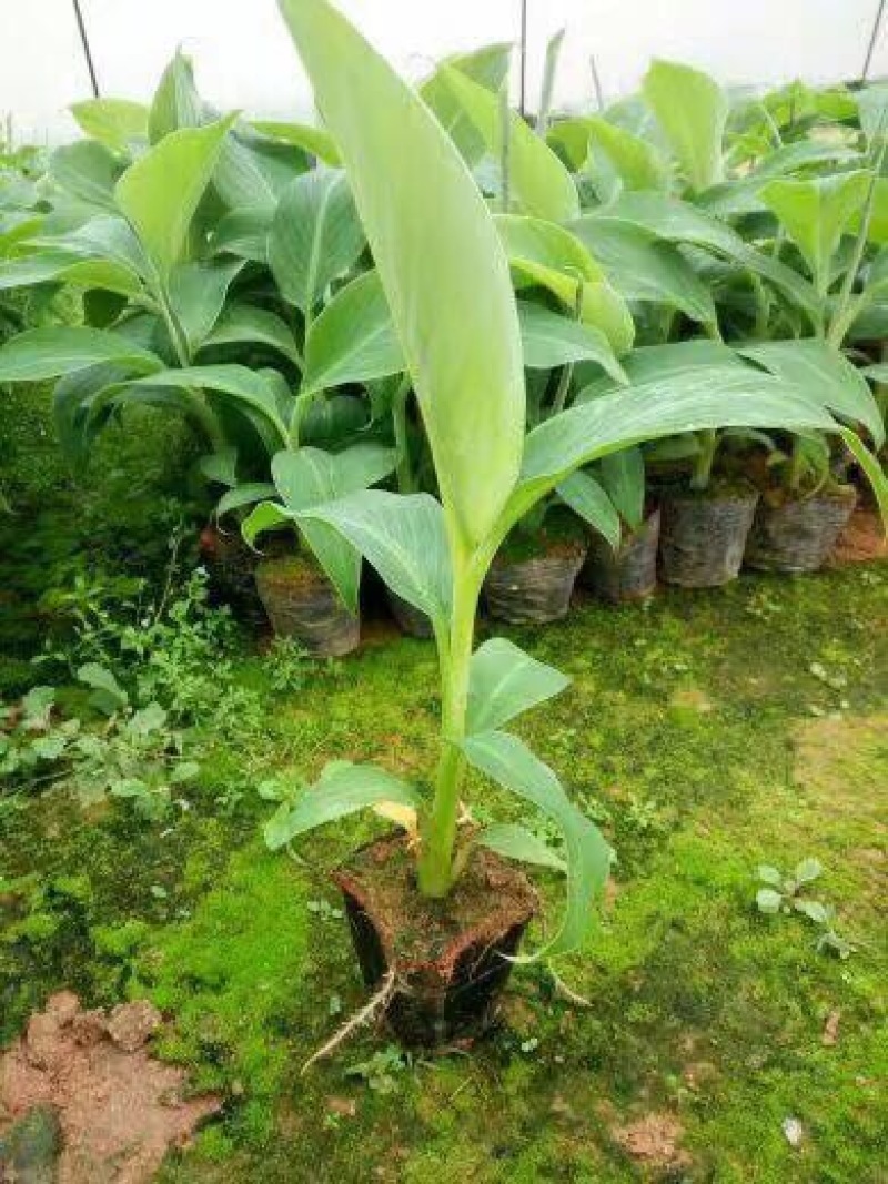 西贡香蕉苗粉蕉苗威廉斯B6香蕉苗种植六个月挂果
