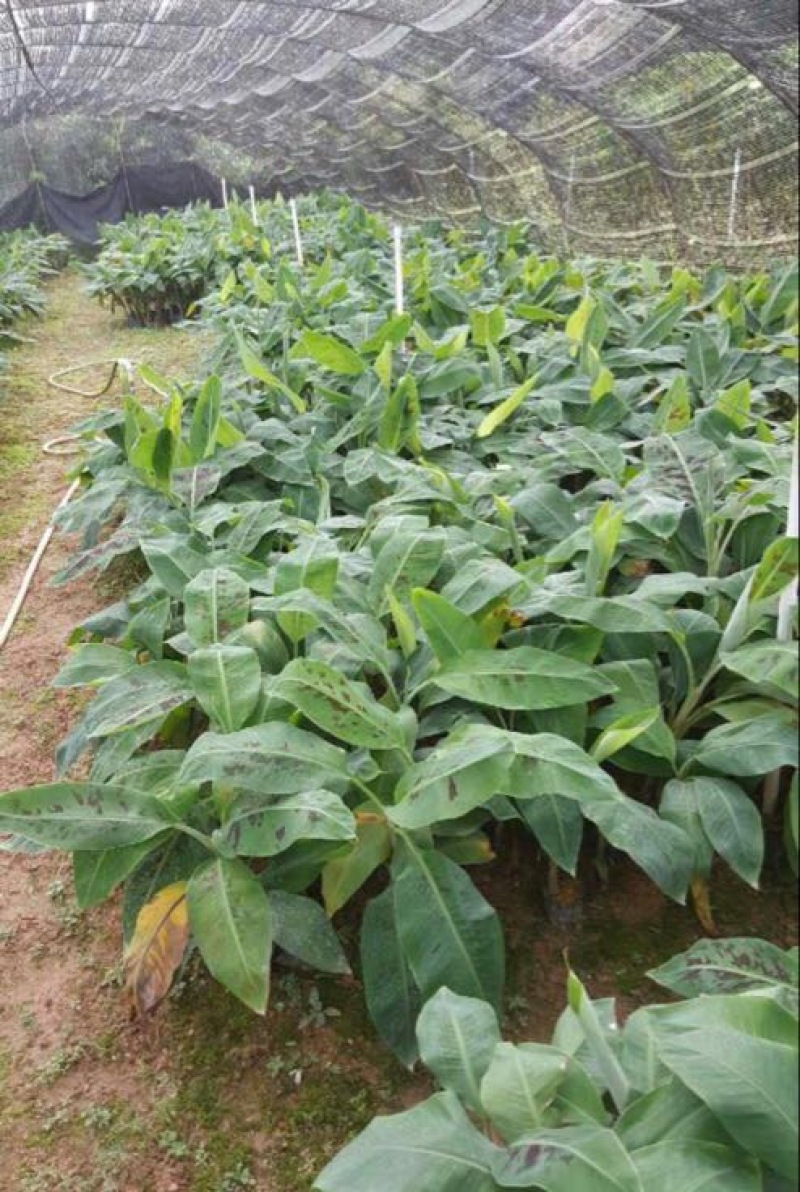 西贡香蕉苗粉蕉苗威廉斯B6香蕉苗种植六个月挂果