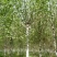 法桐树10~12cm12~14cm3.5~4米3米以