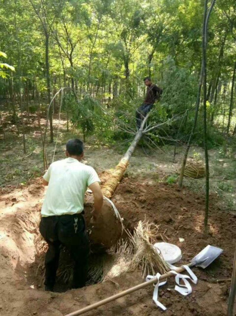 国槐12~14cm14~16cm3米以上