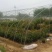 大棚骨架蔬菜养殖温室大棚全套含薄膜卷膜热镀锌