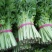 芹菜大量上市。。。。。。质量好。。无苔。。。