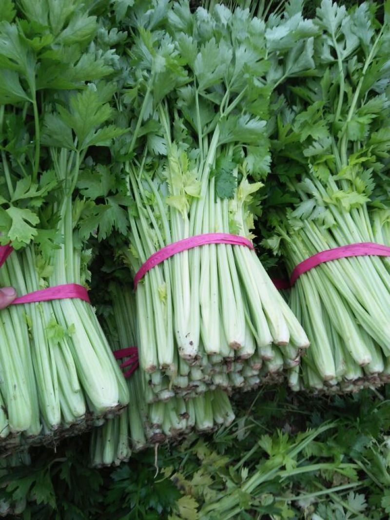 芹菜大量上市。。。。。。质量好。。无苔。。。