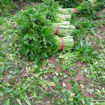 芹菜大量上市。。。。。。质量好。。无苔。。。