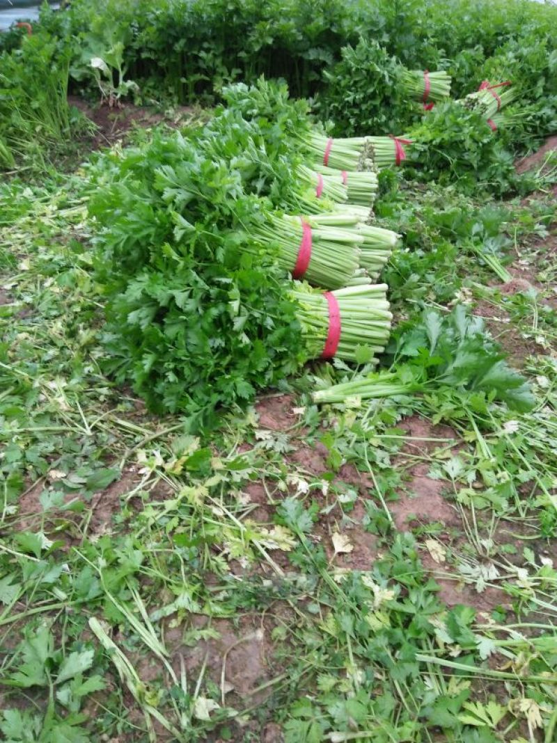 芹菜大量上市。。。。。。质量好。。无苔。。。