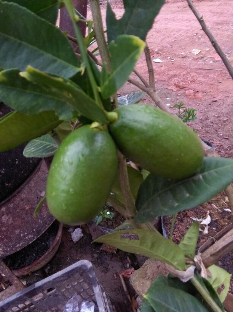 香水柠檬树苗30~50cm