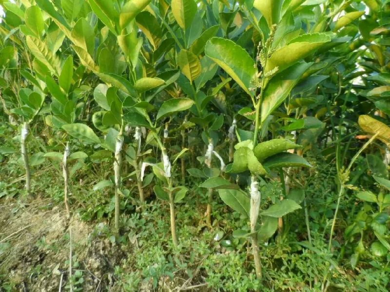 香水柠檬树苗30~50cm