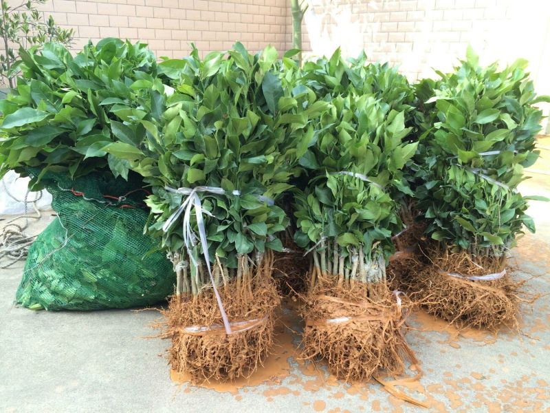 香水柠檬树苗30~50cm