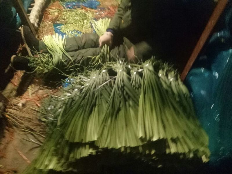 杂交蒜薹精品50~60厘米