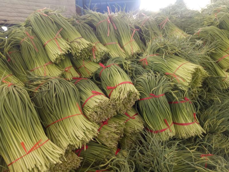 杂交蒜薹精品50~60厘米