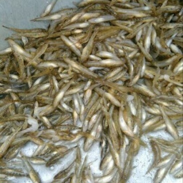 小黄鱼，山炕鱼食用