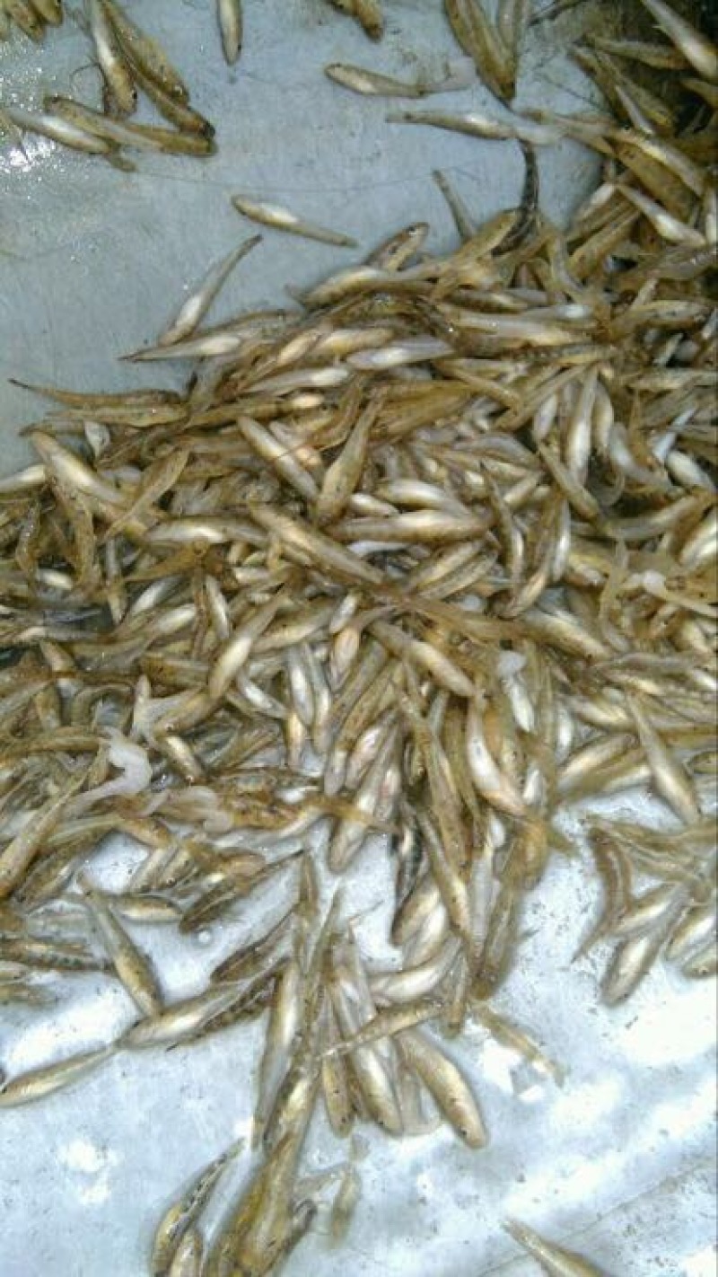 小黄鱼，山炕鱼食用
