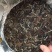 福鼎白茶