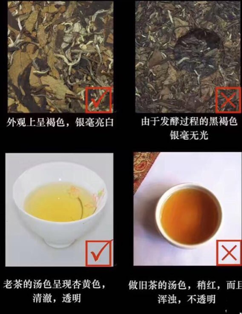 福鼎白茶