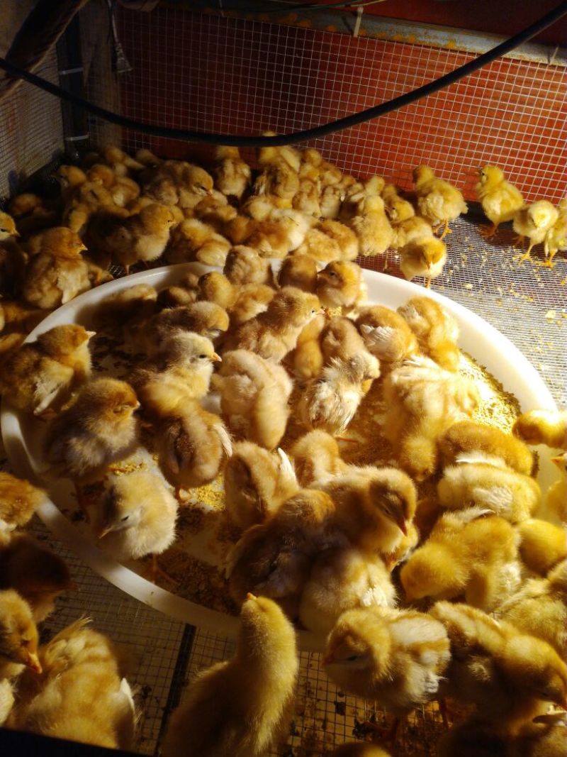 麻鸡苗出壳苗35~45克雌