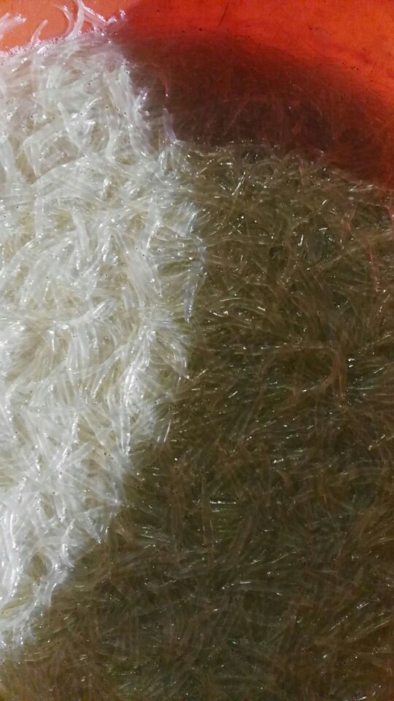 银鱼冰鲜鱼小银鱼