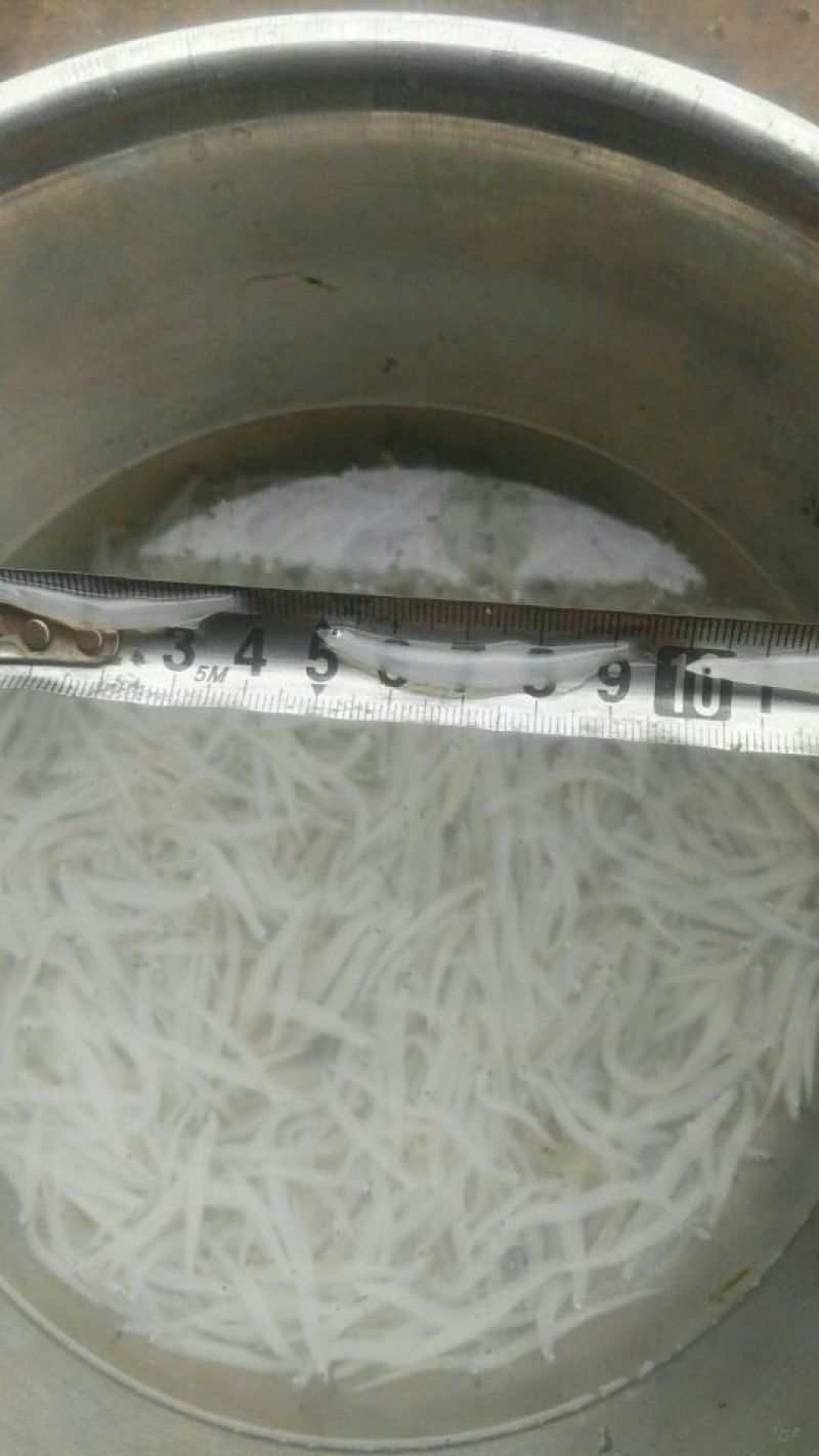 银鱼冰鲜鱼小银鱼