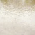 池鲤鱼食用0.5~1公斤