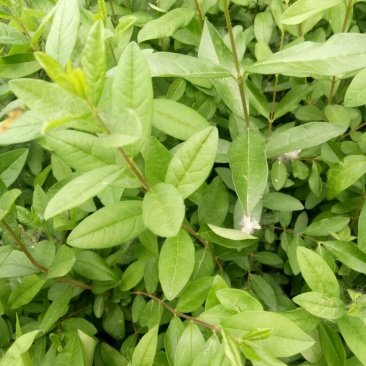 水蜡30-50公分，绿化工程苗
