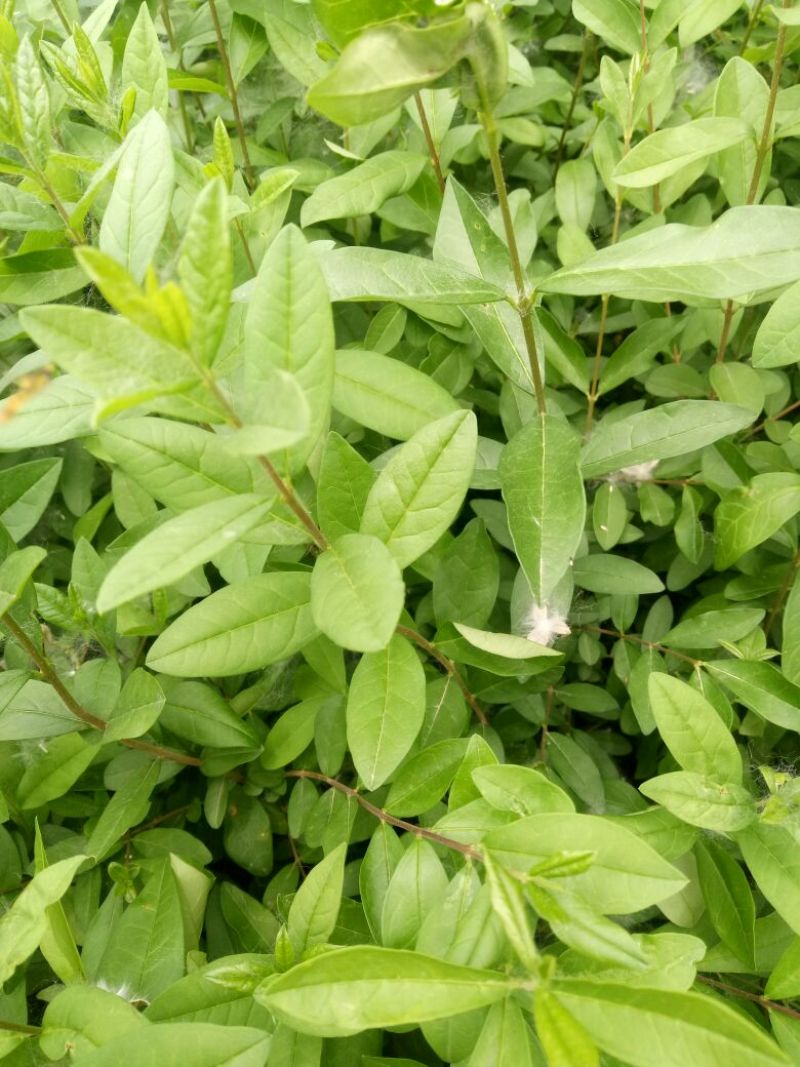 水蜡30-50公分，绿化工程苗