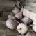 豆薯500~1000g