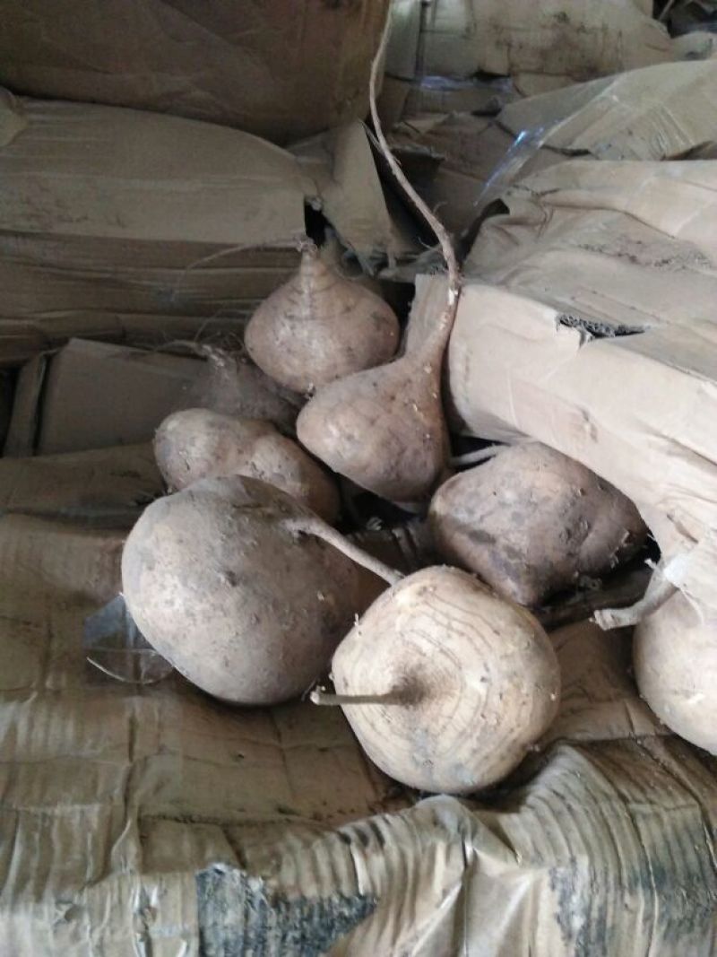 豆薯500~1000g