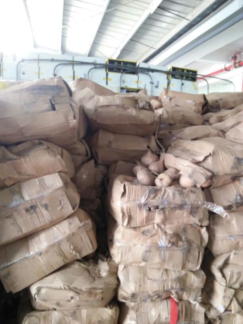 豆薯500~1000g