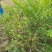 余甘果嫁接苗种植一年开花结果口感很好