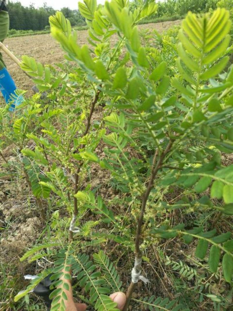 余甘果嫁接苗种植一年开花结果口感很好