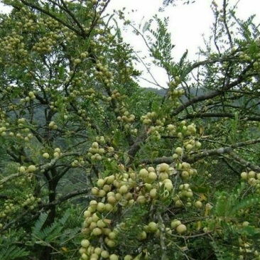 余甘果嫁接苗种植一年开花结果口感很好