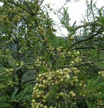 余甘果嫁接苗种植一年开花结果口感很好